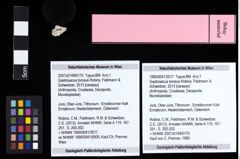 Foto (Objekt + Etiketten) von Gastrosacus torosus (Robins, Feldmann & Schweitzer, 2013) 